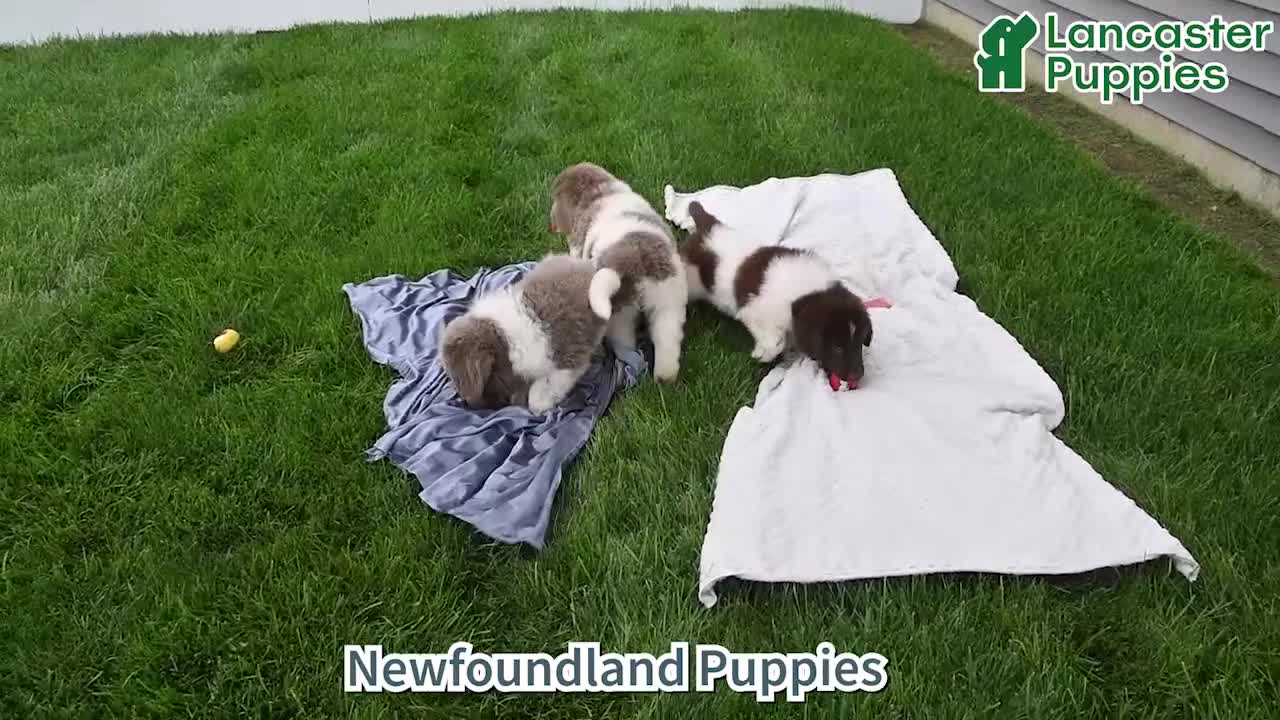 Newfoundland dogs for sale: Jade - Video 1