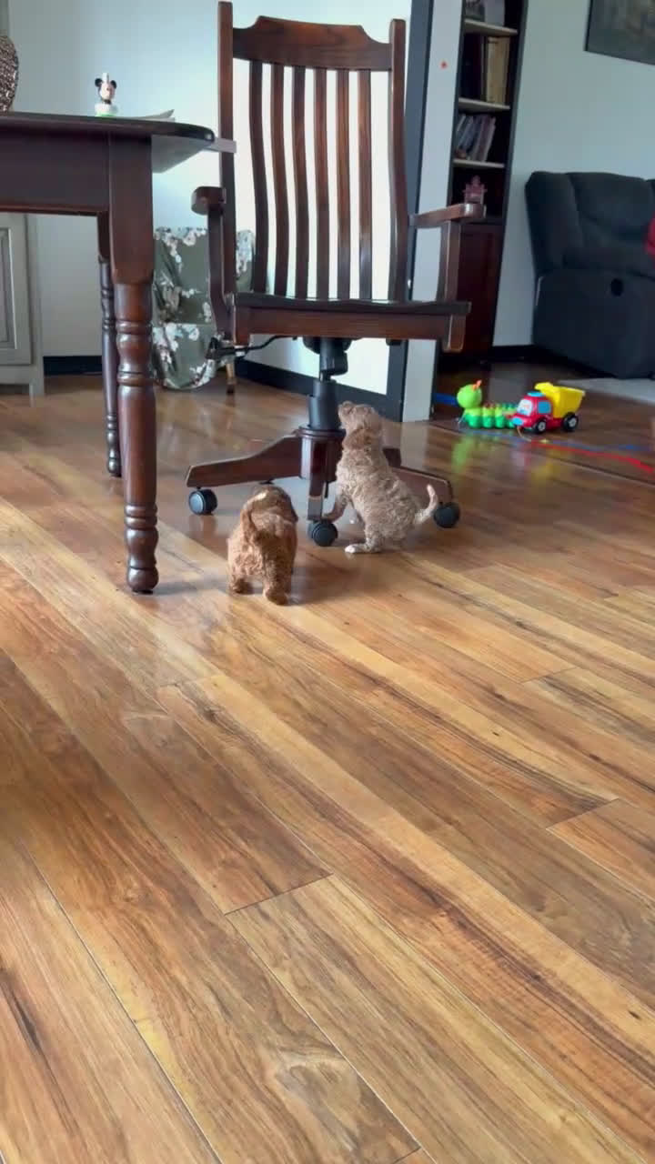 Mini Goldendoodle dogs for sale: Cooper - Video 1