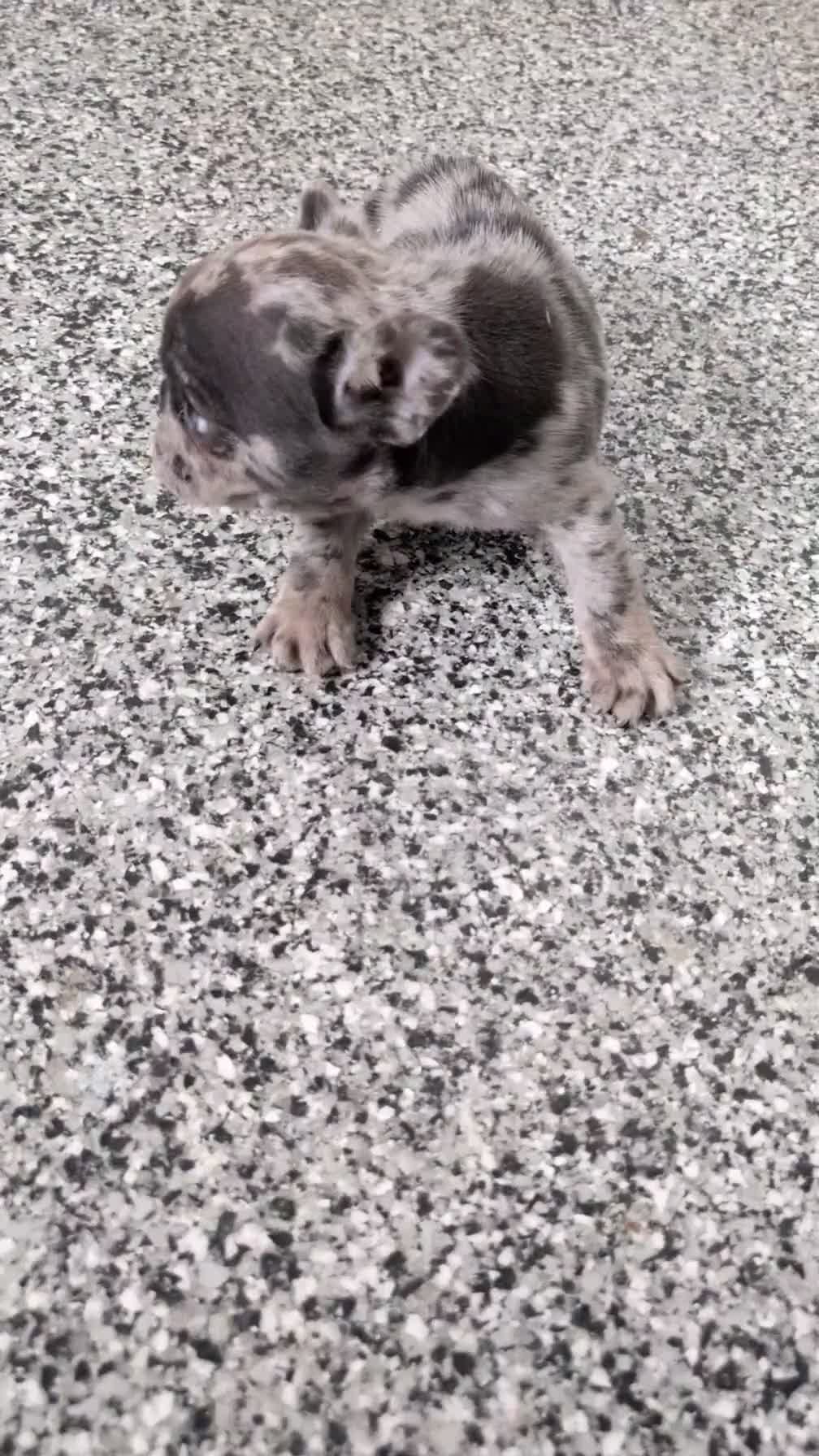 French Bulldog dogs for sale: Xena - Video 1