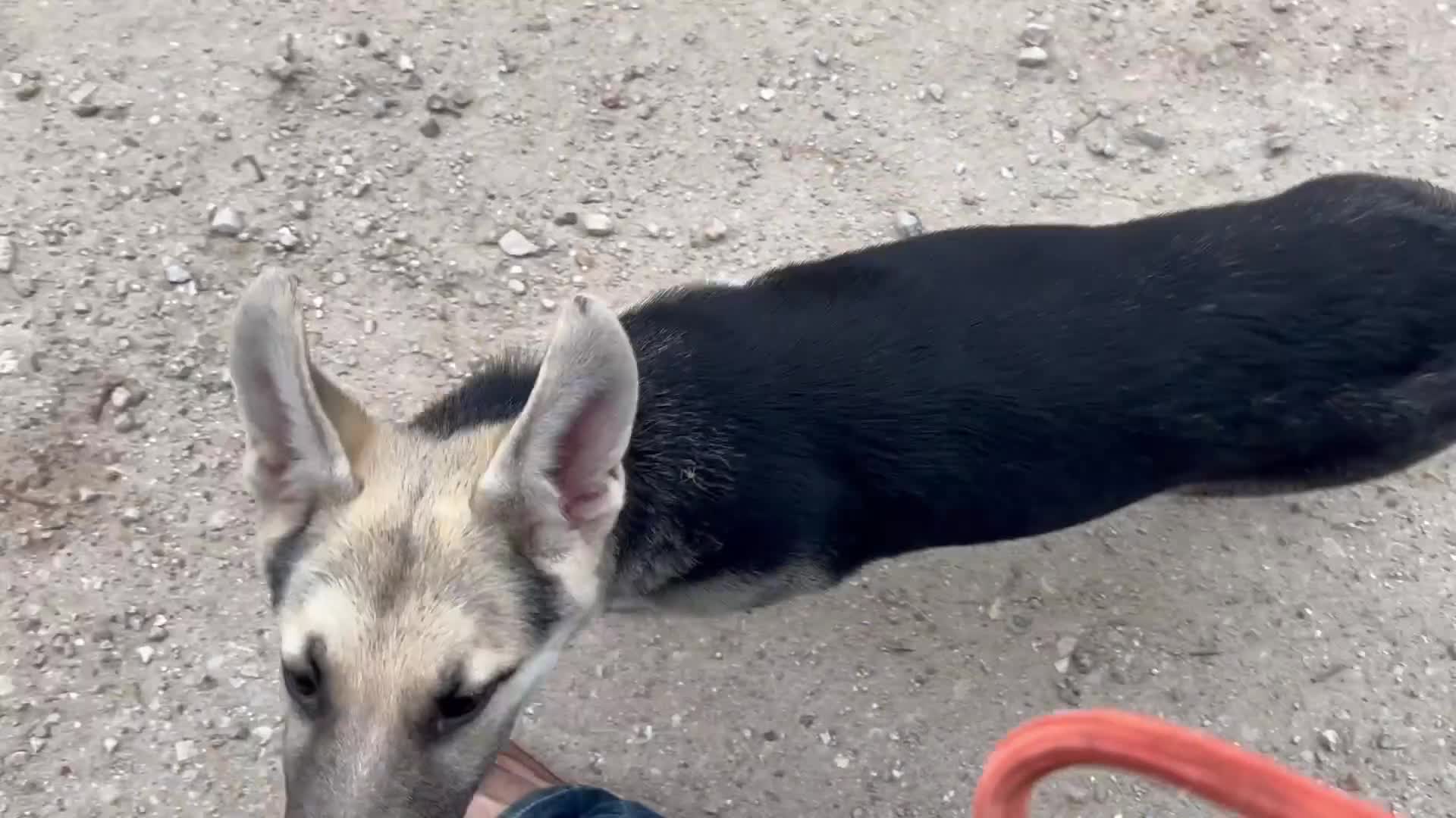 German Shepherd dogs for sale: Daisy - Video 1