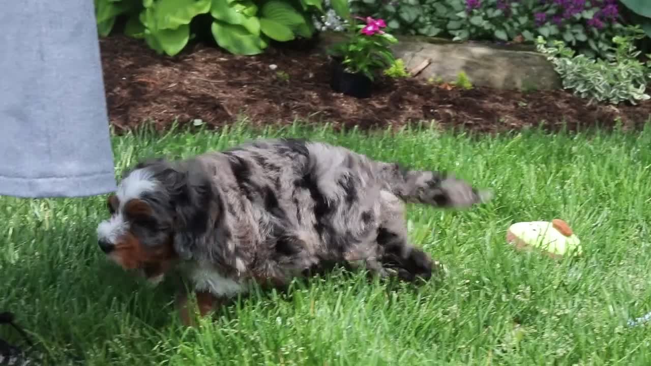 Mini Bernedoodle dogs for sale: Brody - Video 1