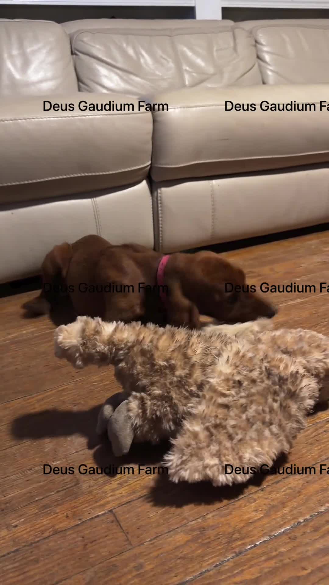 Irish Setter dogs for sale: Merida - Video 1