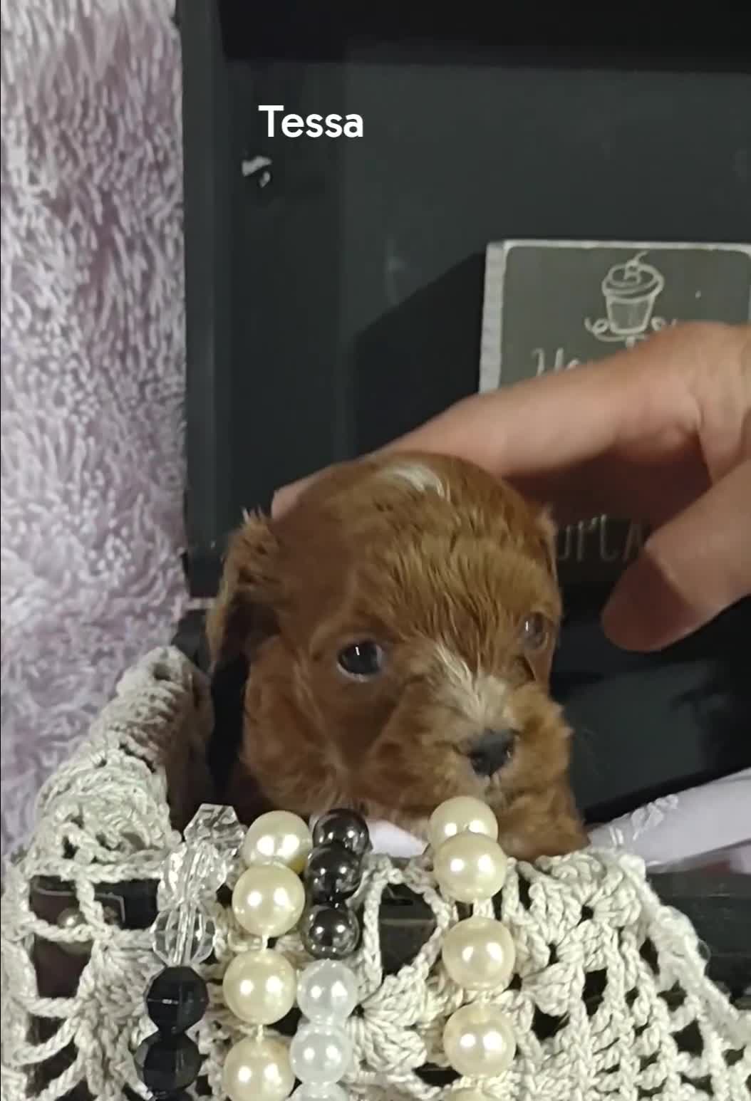 Cavapoo dogs for sale: Cavapoo 4 Tessa - Video 1