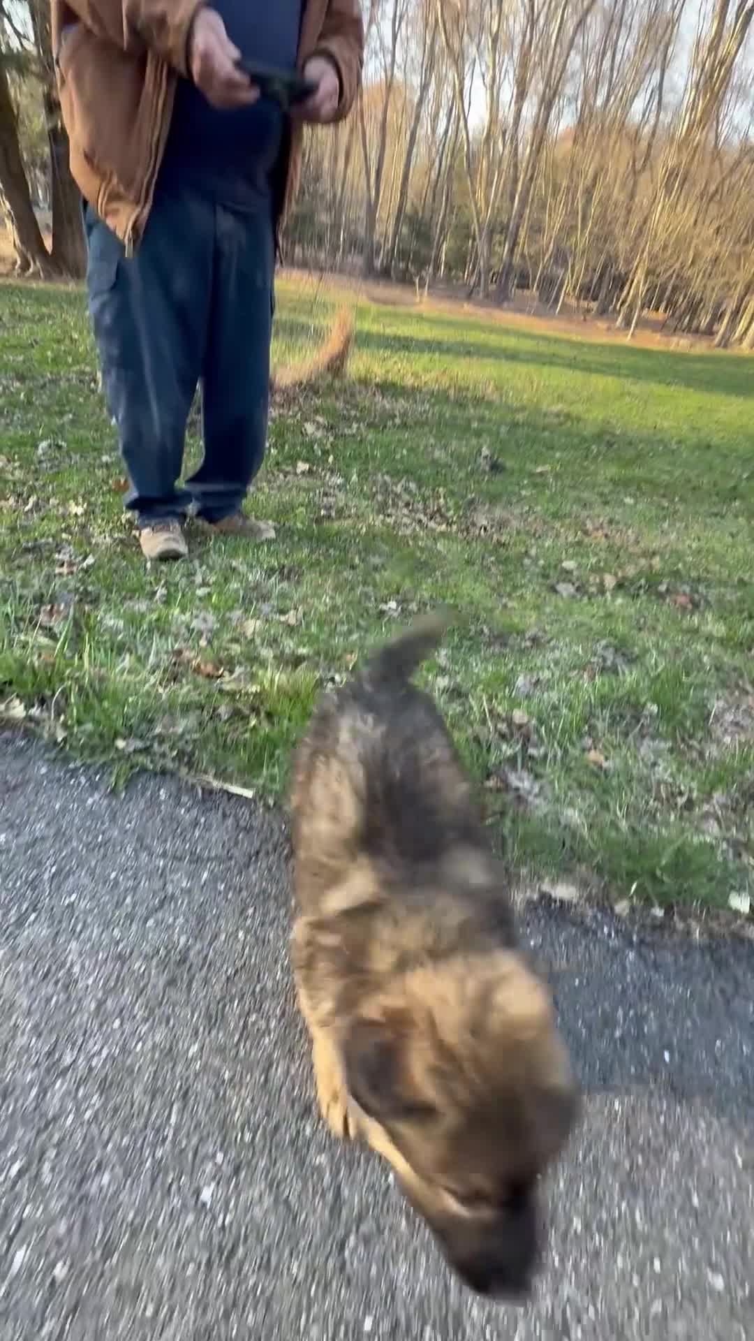 German Shepherd dogs for sale: THALIA - Video 1