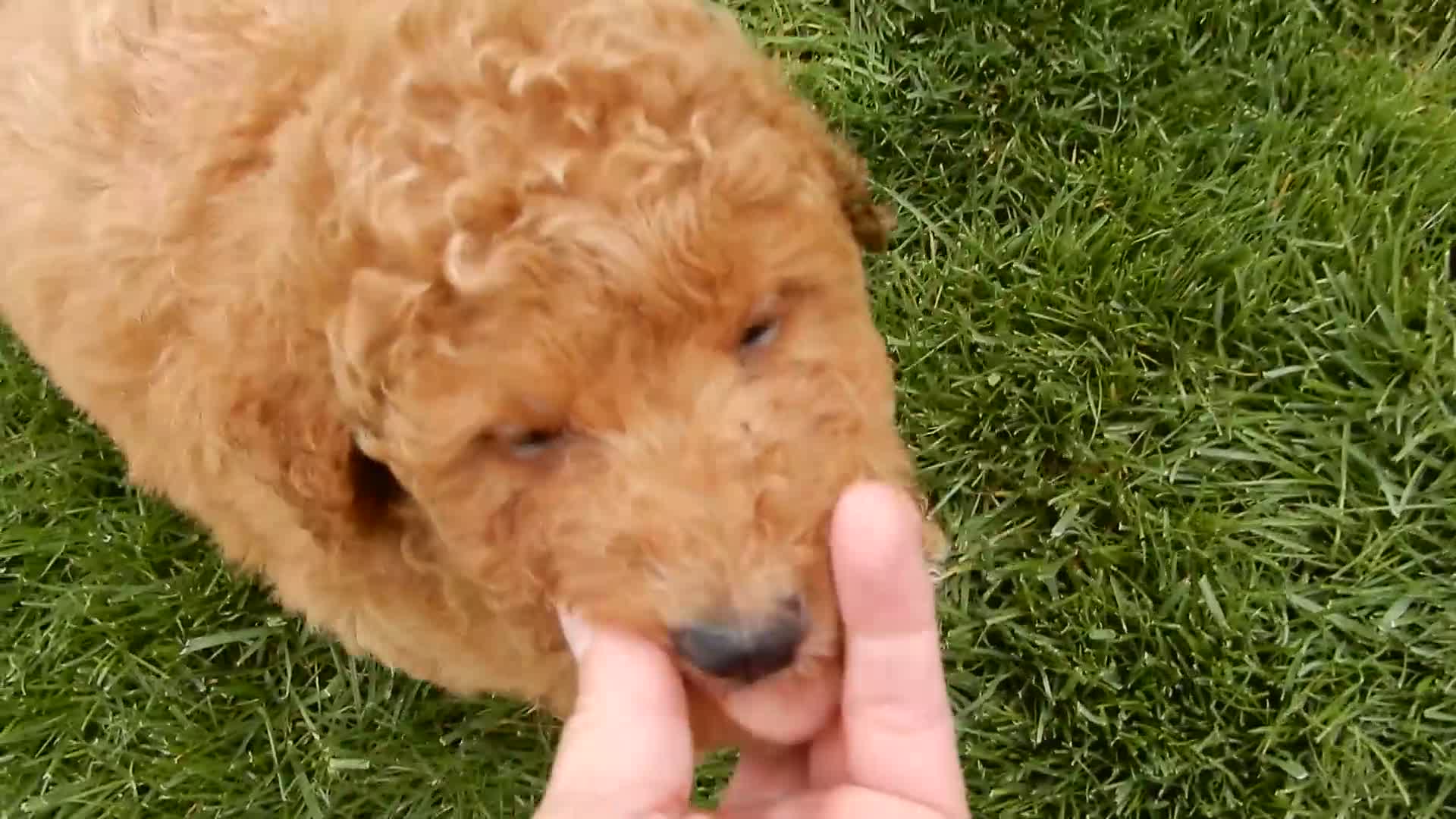 Mini Goldendoodle dogs for sale: Kenny - Video 3