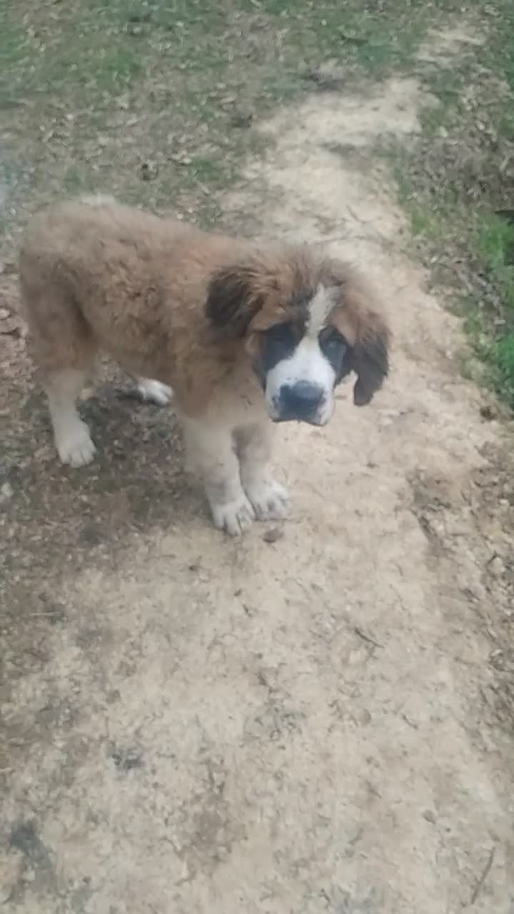 Saint Bernard dogs for sale: Saint Bernard Puppy 1 - Video 1