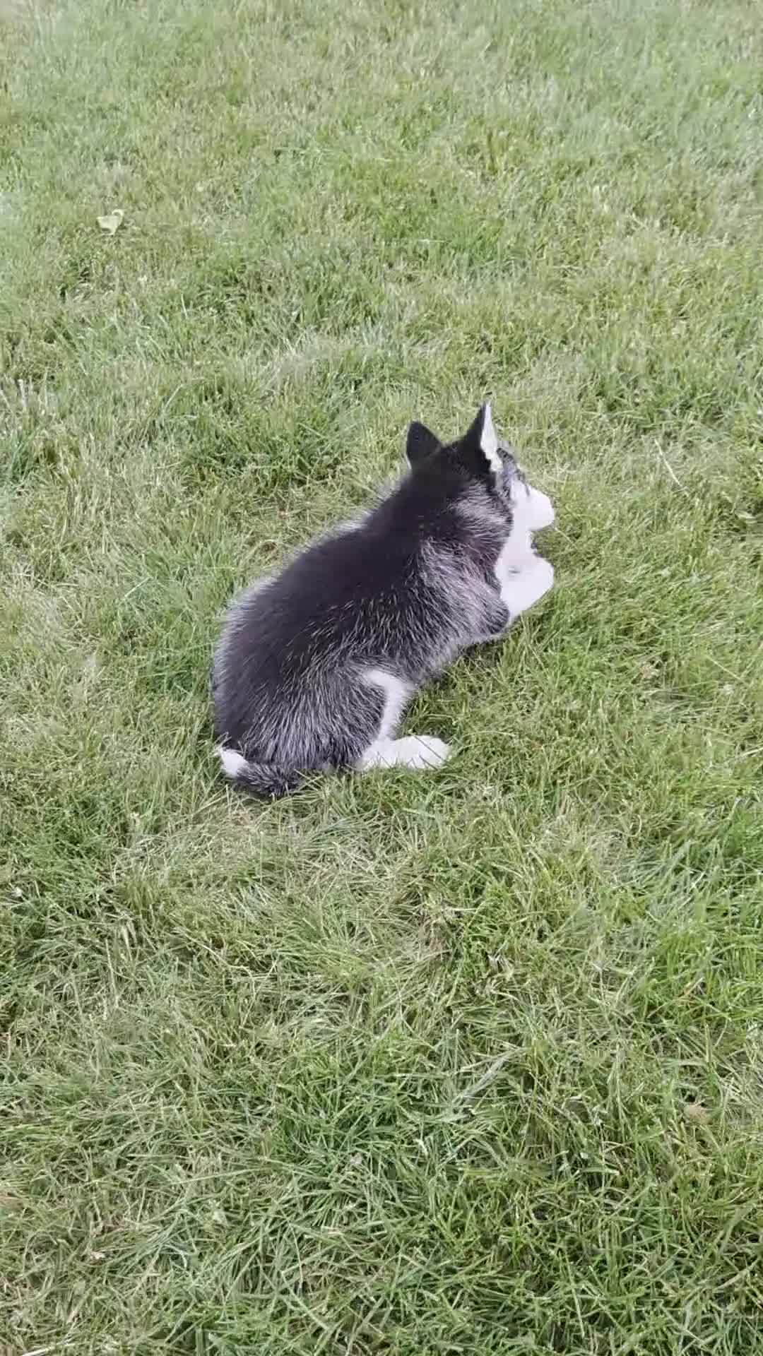 Siberian Husky dogs for sale: Emerson  - Video 1