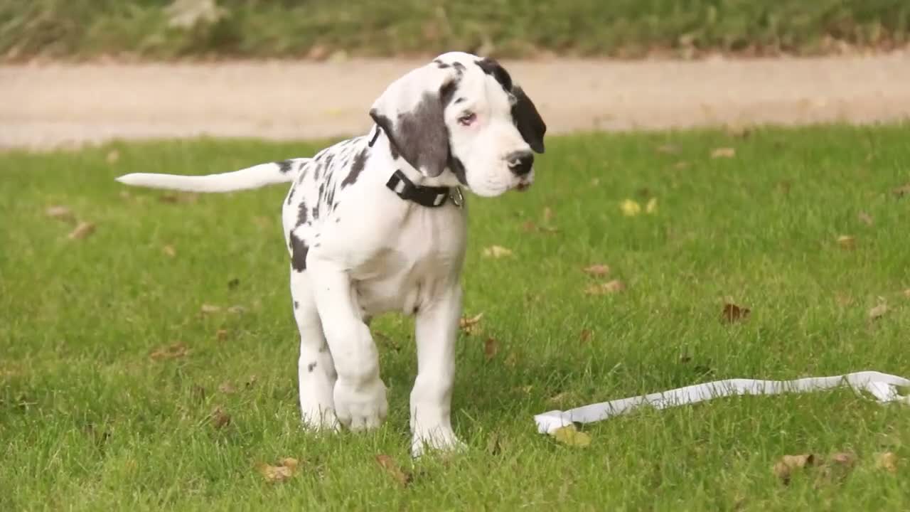 Great Dane dogs for sale: Carmen Great Dane  - Video 1