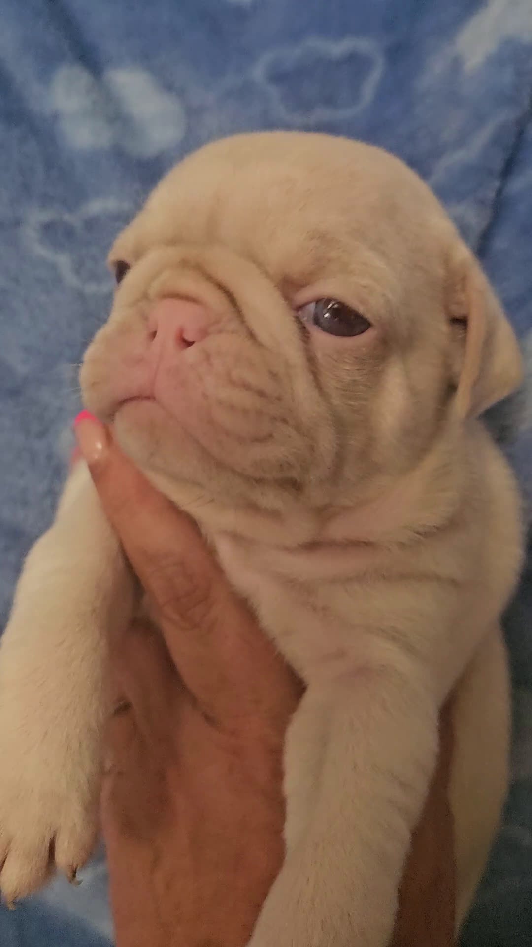 Pug dogs for sale: Pug Puppy 3 - Video 1