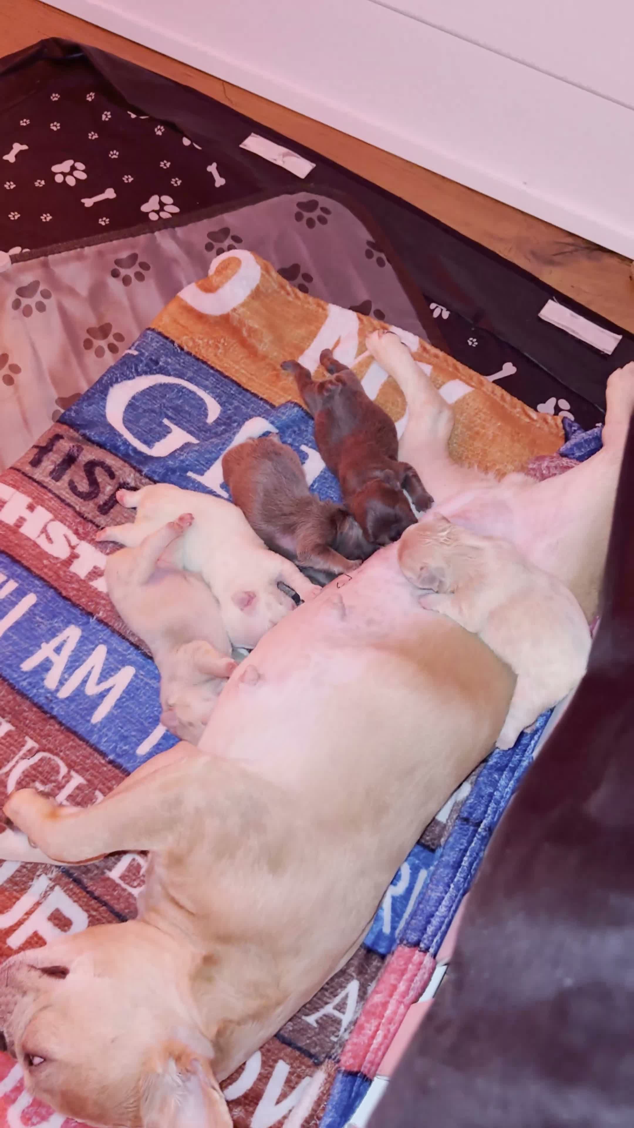 French Bulldog dogs for sale: Winnie - Video 1