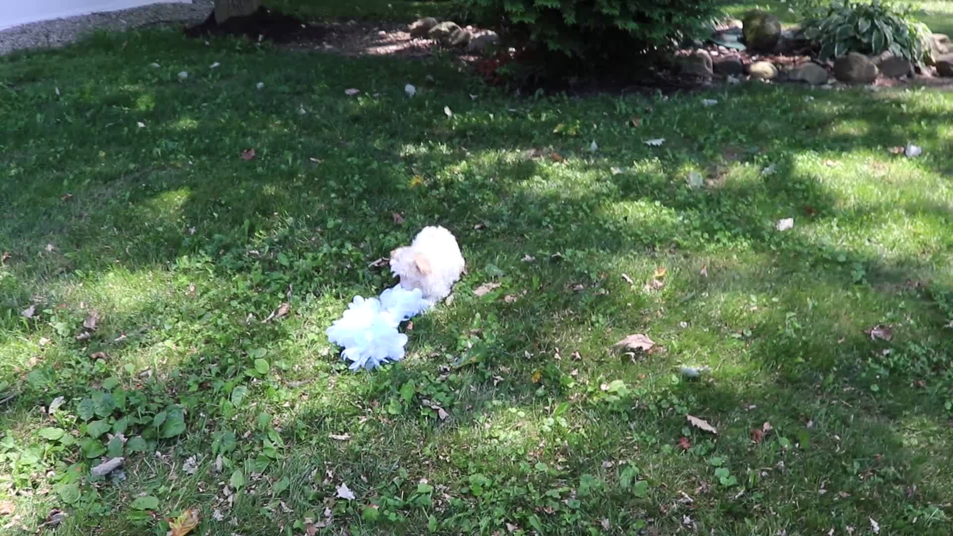 Maltipoo dogs for sale: Reggie  - Video 1