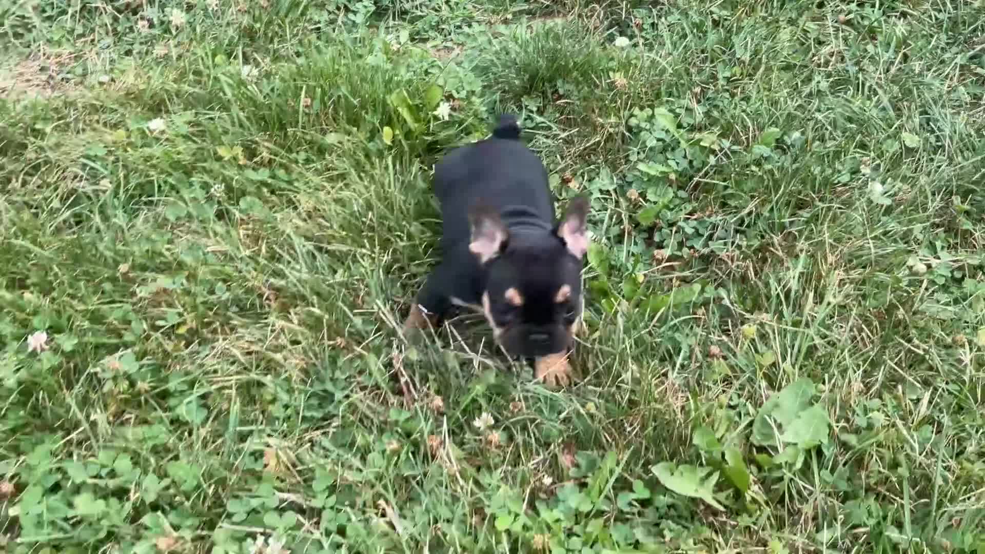 French Bulldog dogs for sale: Lucy  - Video 2