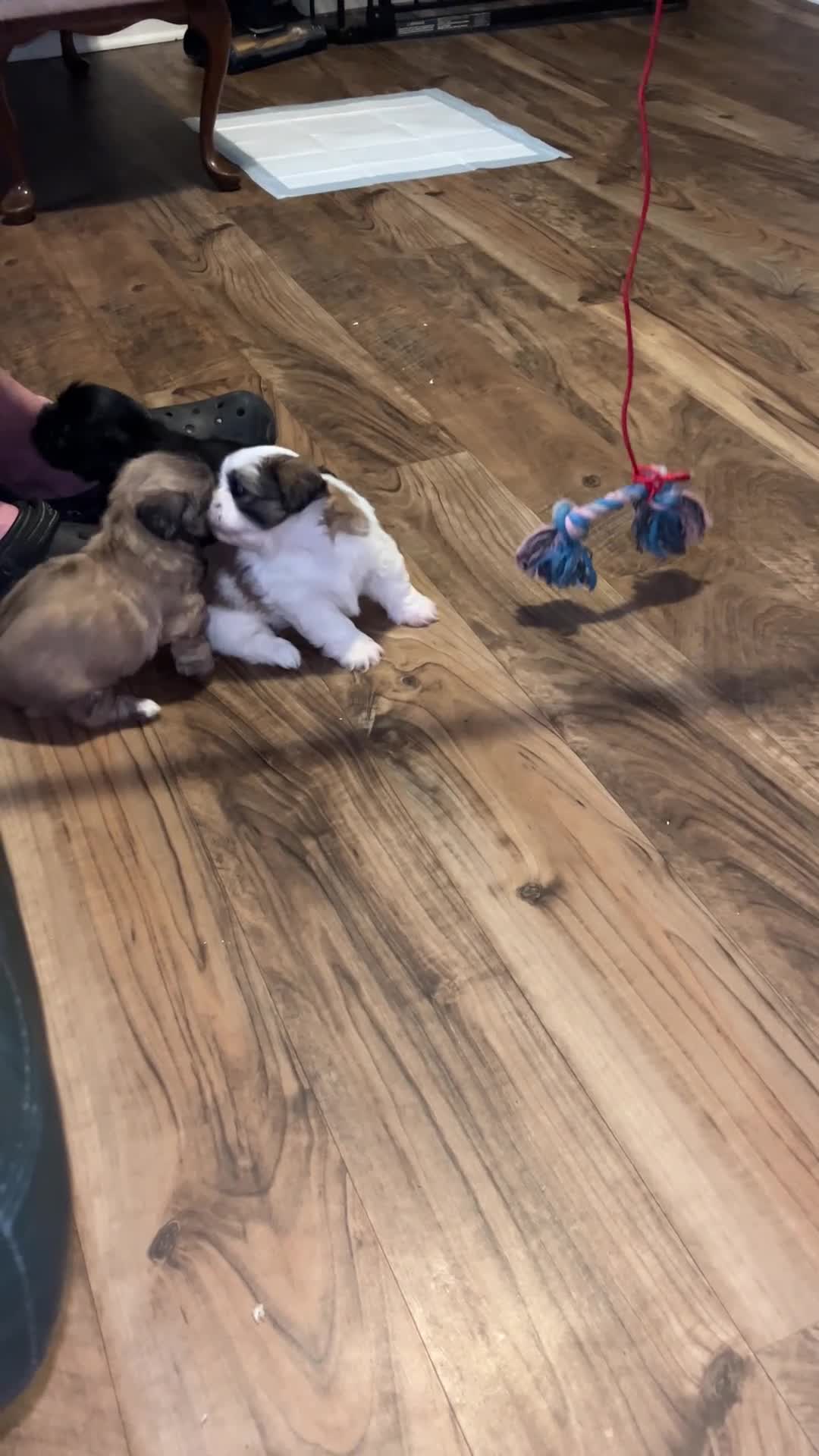 Shih Tzu dogs for sale: Bella - Video 1