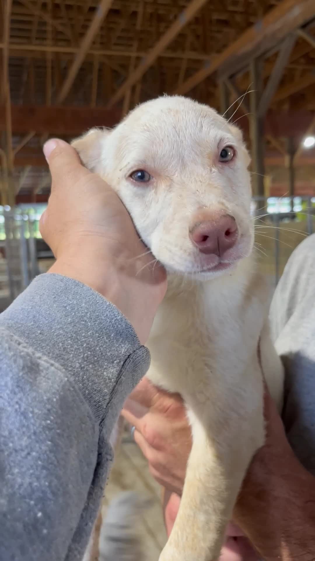 Australian Cattle Dog dogs for sale: Aubrey - Video 1