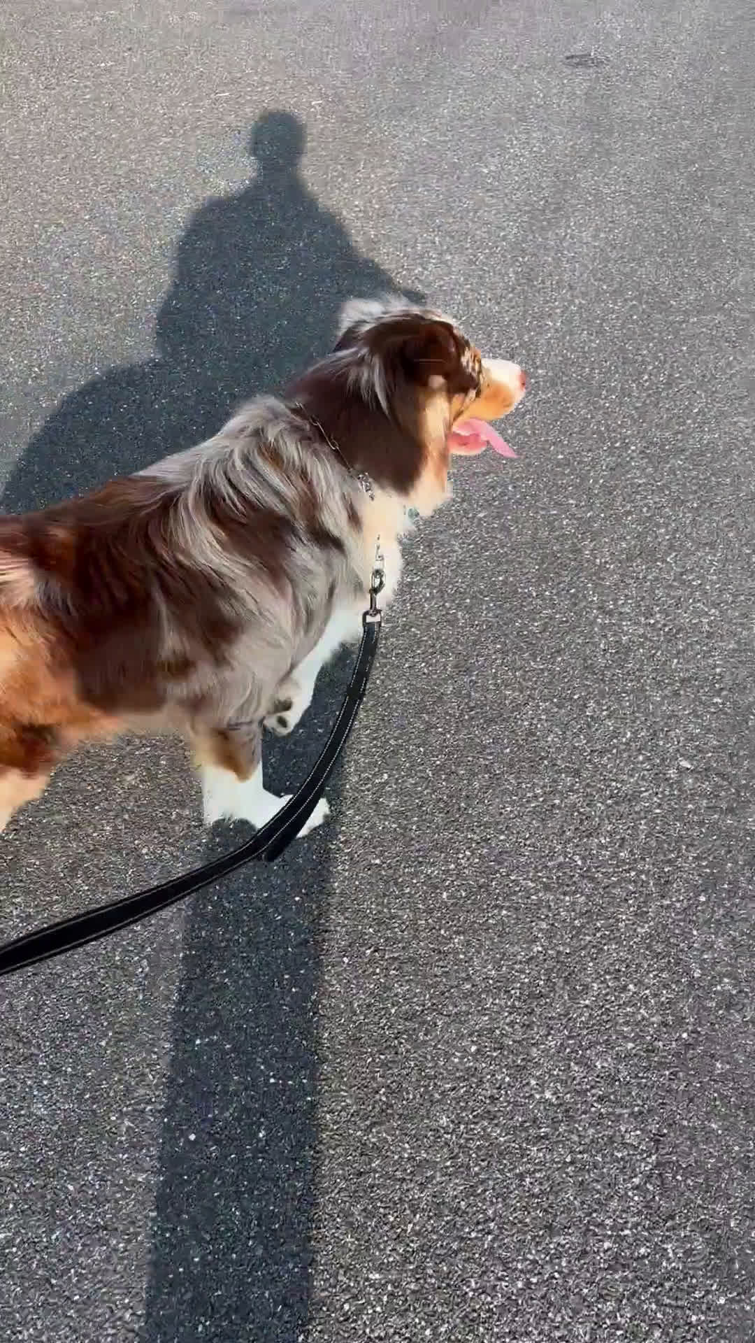 Australian Shepherd dogs for stud: Australian Shepherd 1 puppies - Video 1