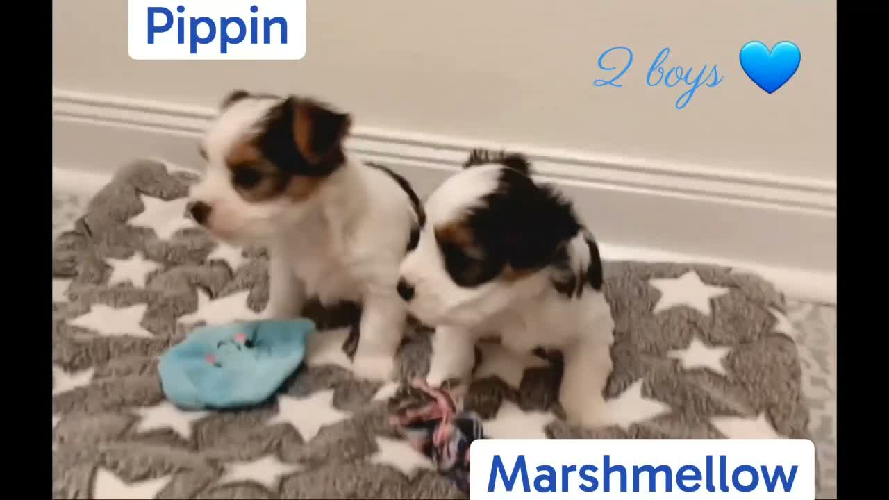 Mixed Breed dogs for sale: Pippin - Video 1
