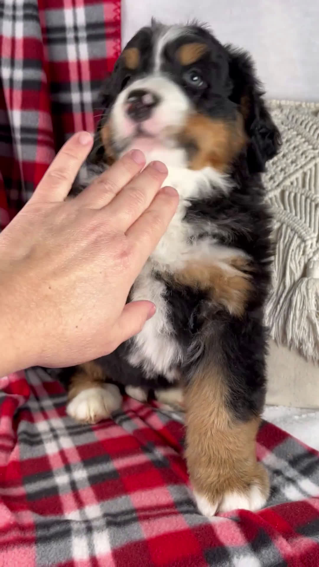 Bernese Mountain Dog dogs for sale: Joey *Genetic Clear - Video 1