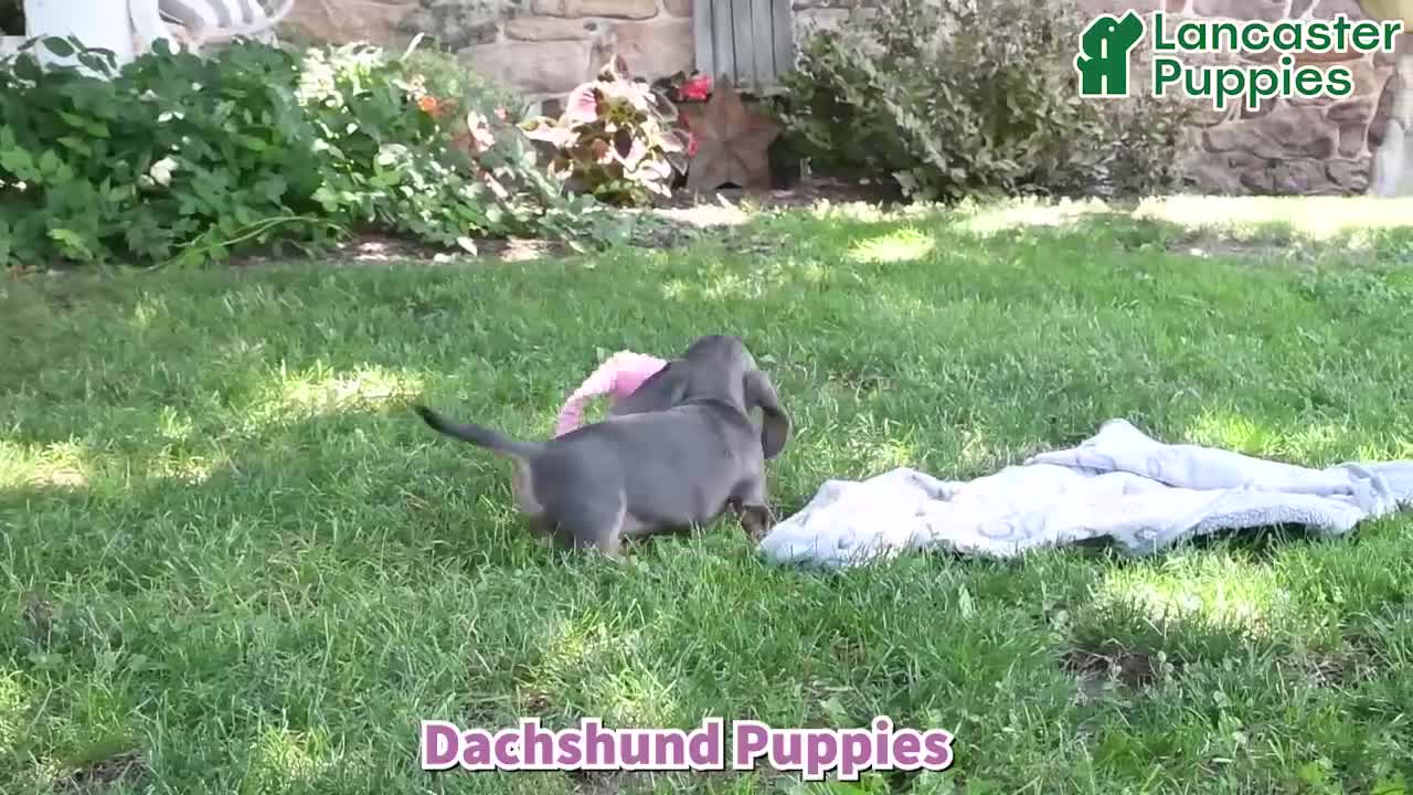 Dachshund dogs for sale: Daphne - Video 1