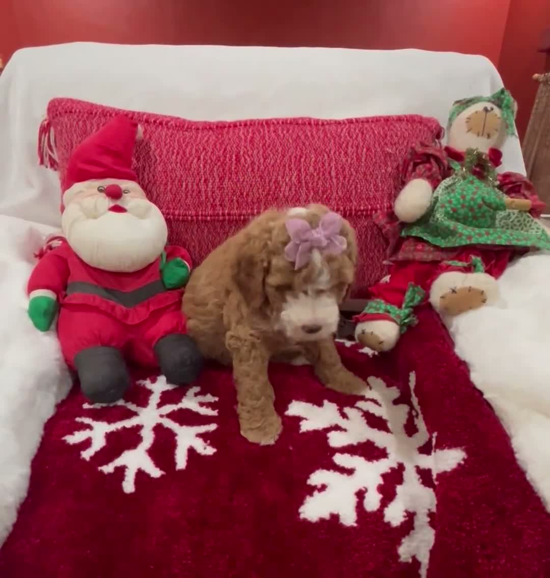Mini Goldendoodle dogs for sale: Petite Tuxedo Mini Goldendoodle Junebug - Video 1