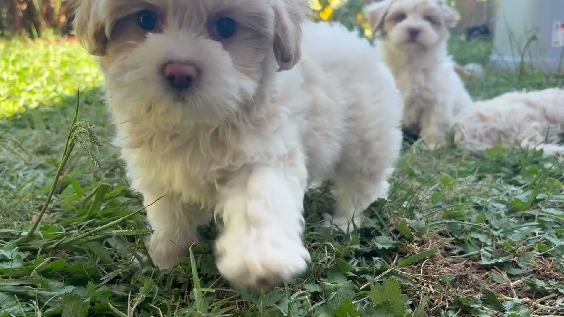 Shih Tzu dogs for sale: Leelee - Video 3