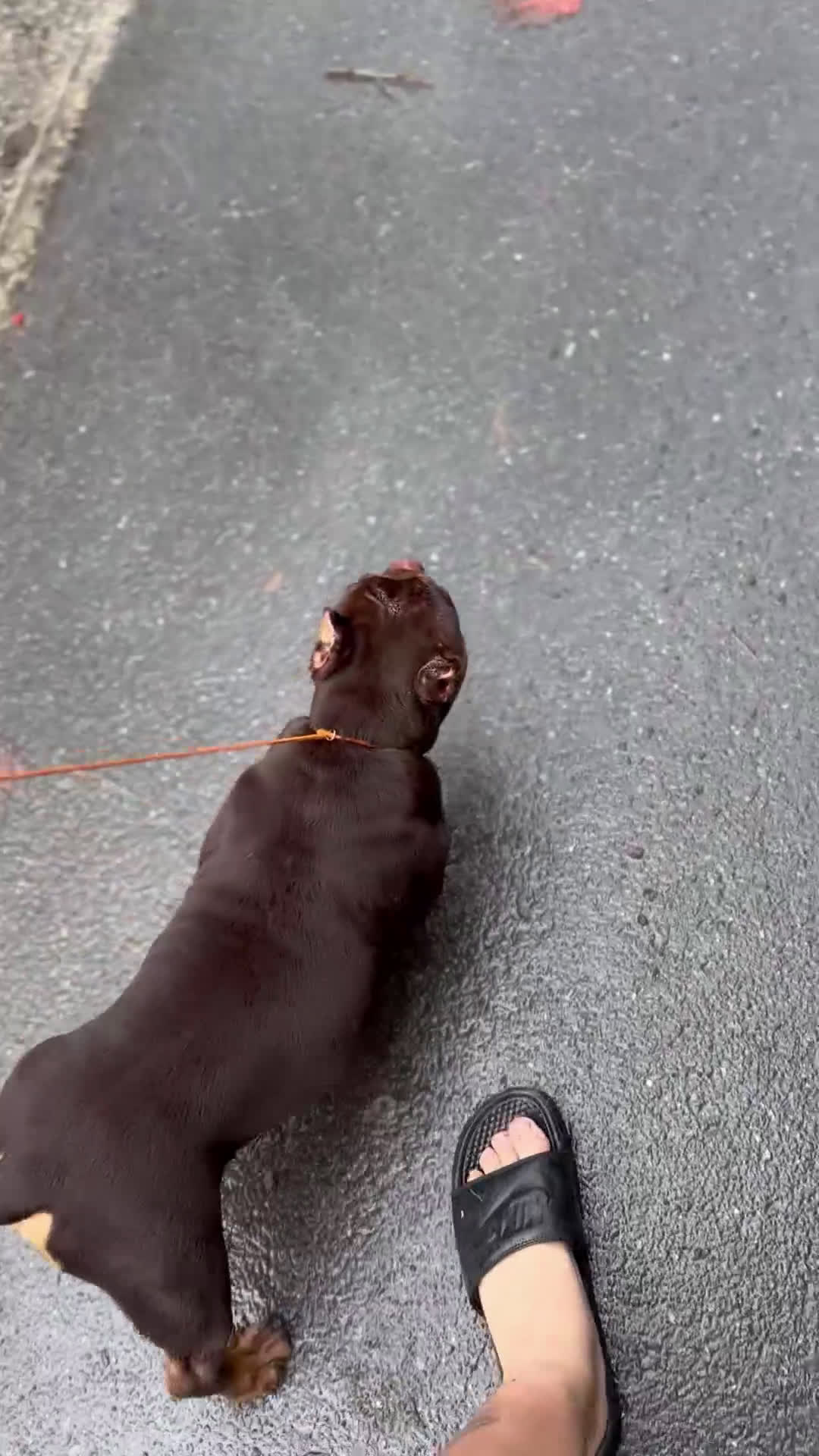 American Bully dogs for sale: American Bully Puppy 1 - Video 2