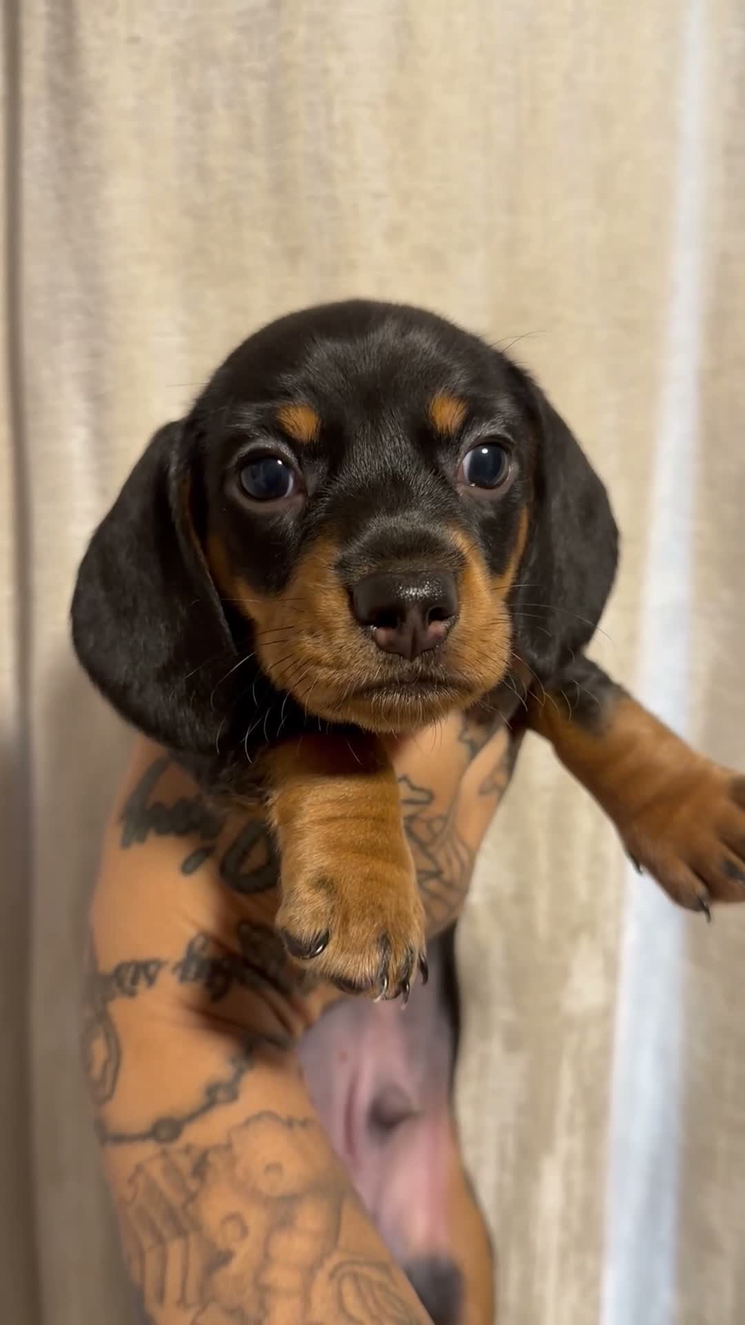 Miniature Dachshund dogs for sale: Bruno - Video 3