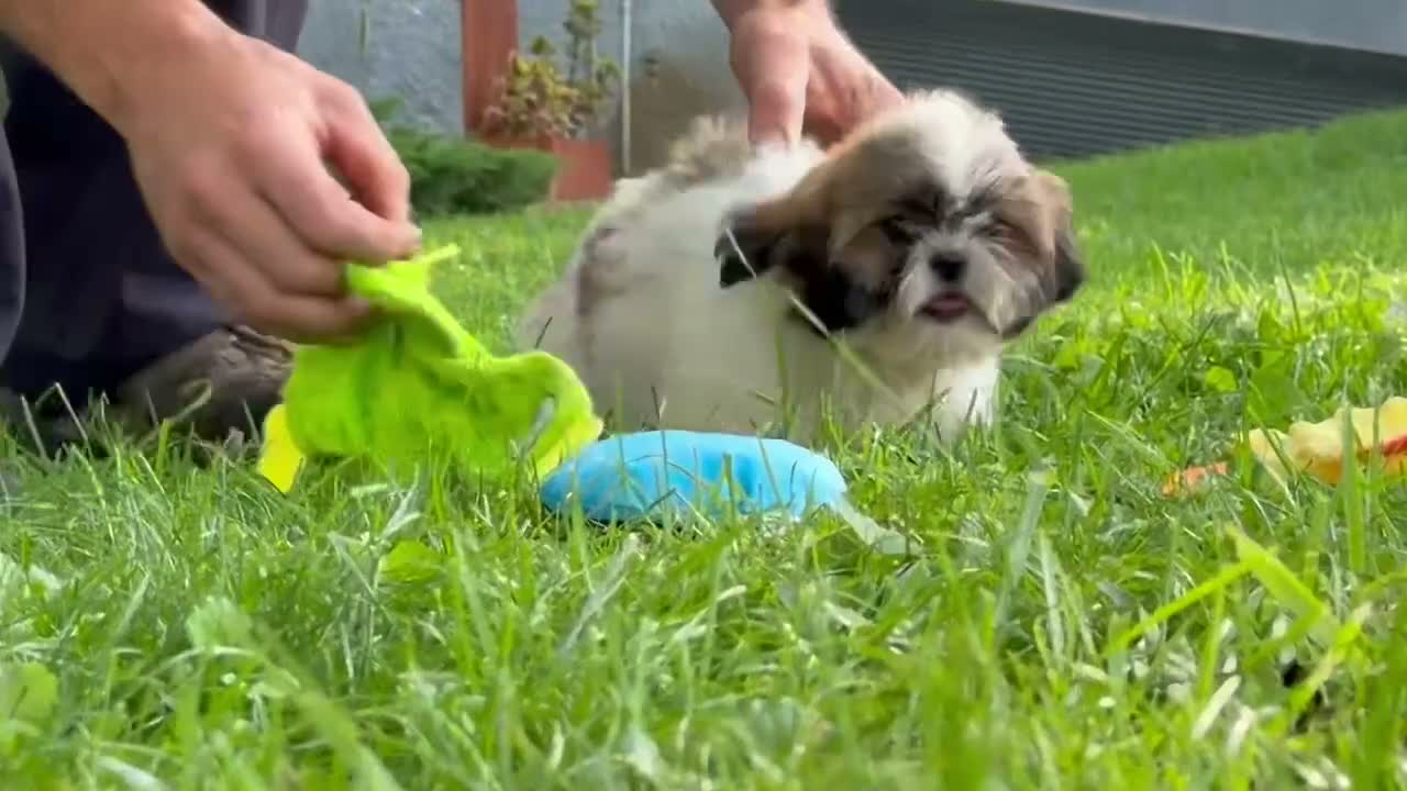 Shih Tzu dogs for sale: Queenie Shih Tzu  - Video 2