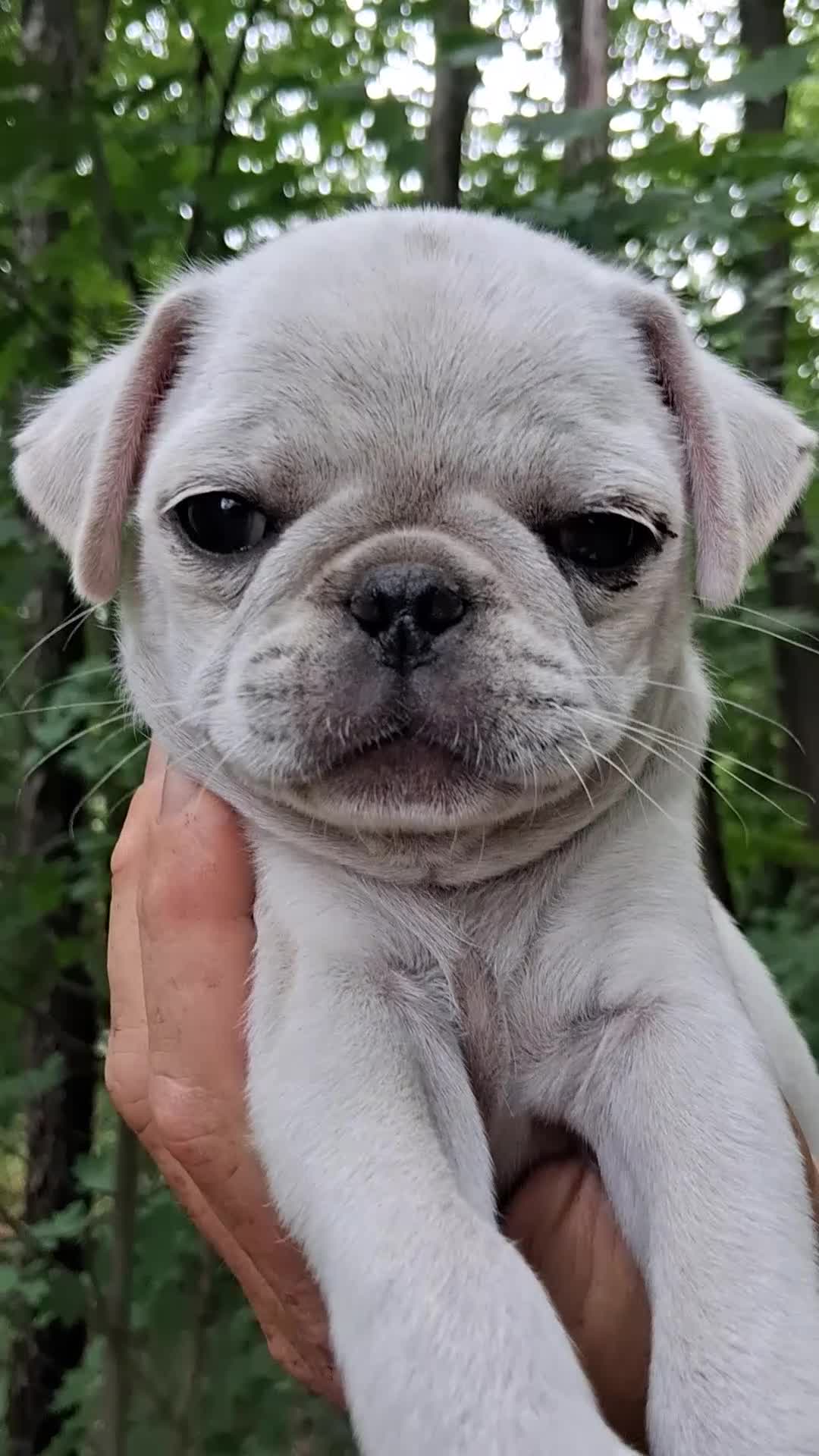 Pug dogs for sale: Darla - Video 1