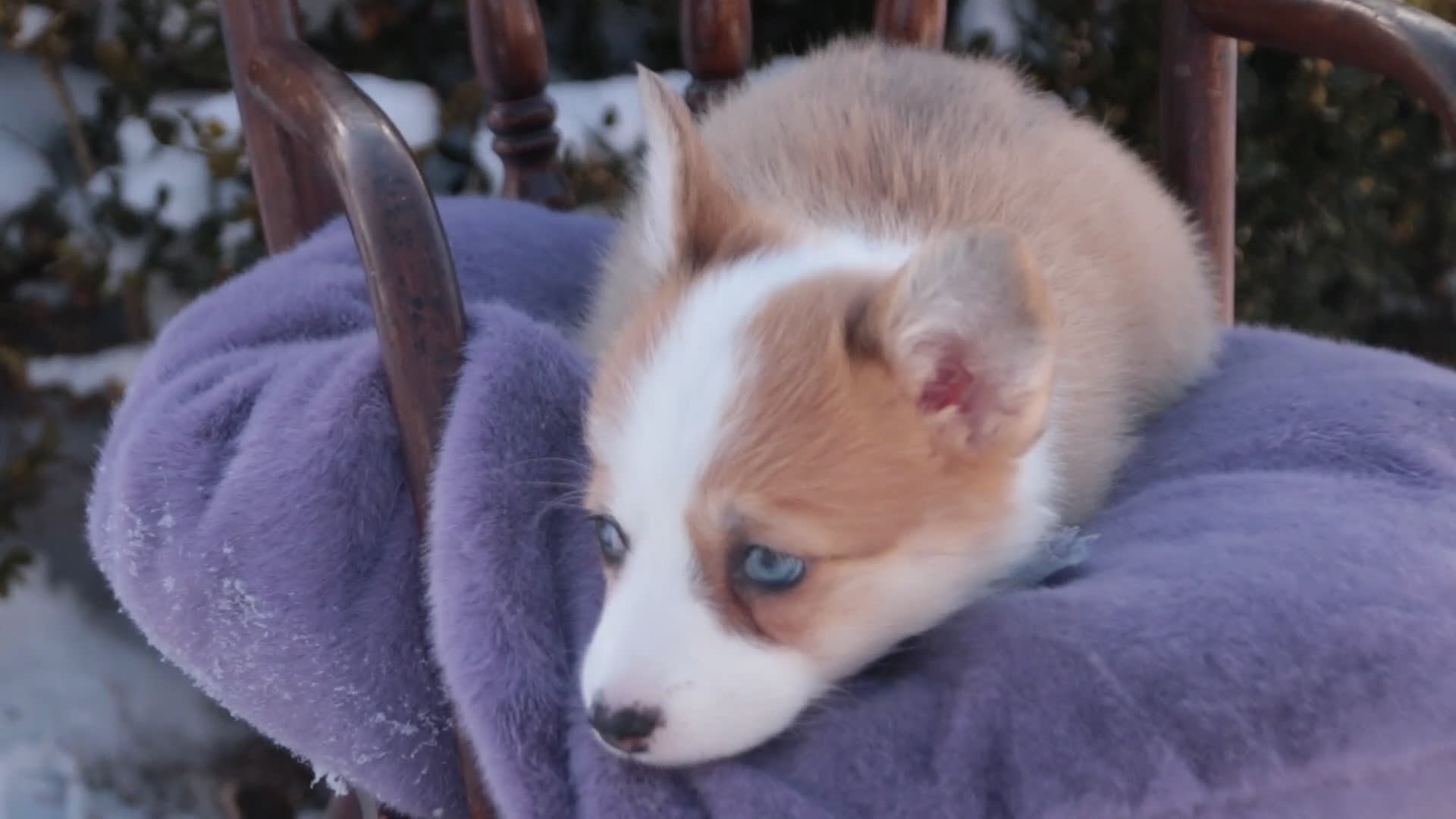 Welsh Corgi Pembroke dogs for sale: Elsa - Video 1
