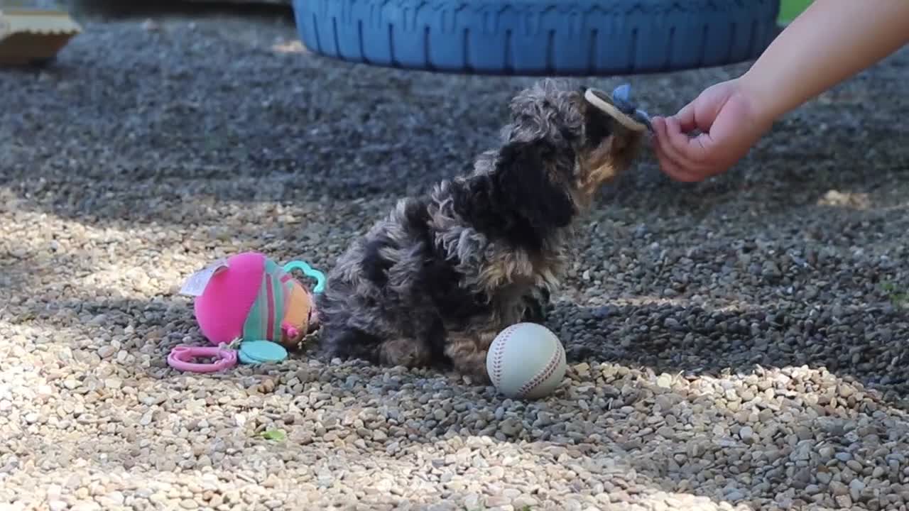 Cavapoo dogs for sale: Sparky - Video 1