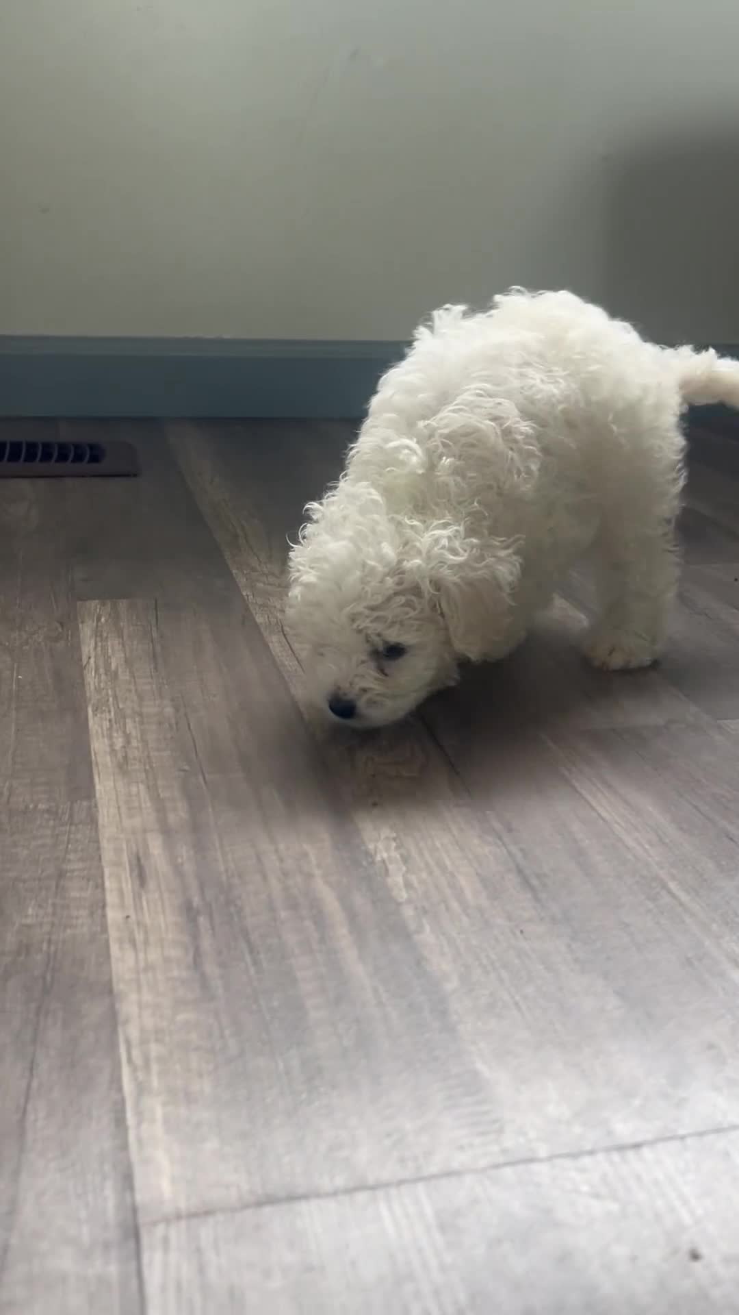 Mixed Breed dogs for sale: Mixed Breed 1 - Video 1