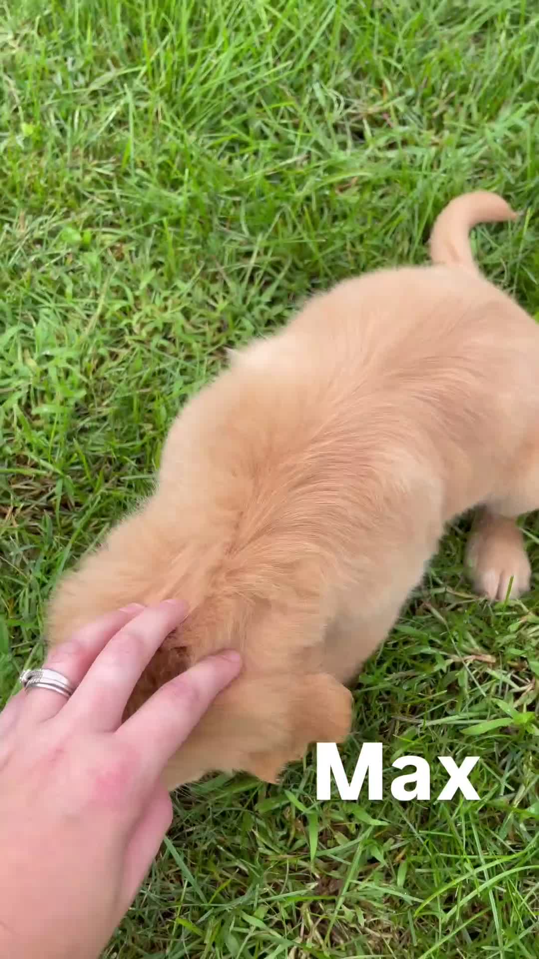Golden Retriever dogs for sale: Max - Video 1