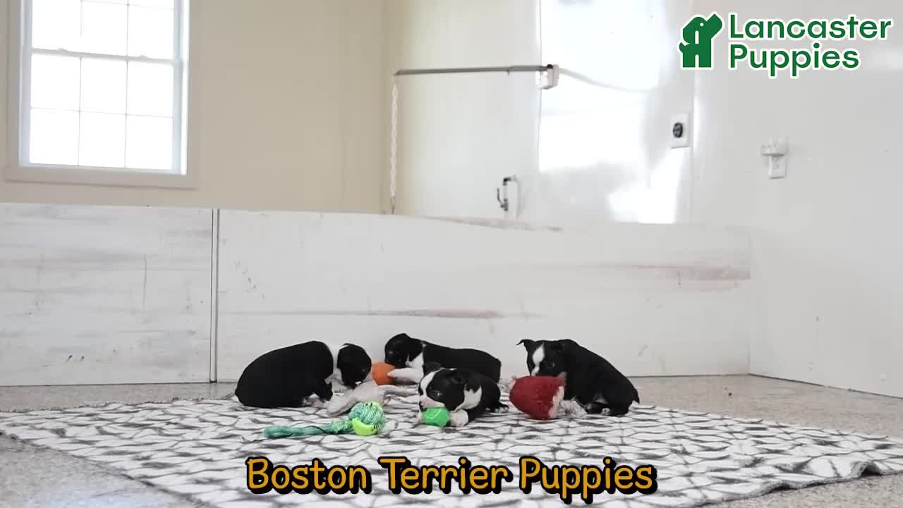Boston Terrier dogs for sale: Landon - Video 1