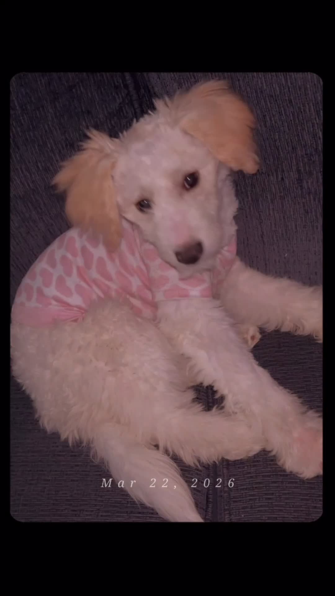 Goldendoodle dogs for sale: Goldendoodle Puppy 1 - Video 2