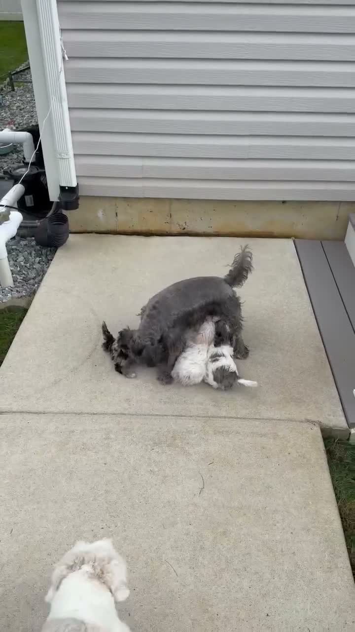 Miniature Schnauzer dogs for sale: Blanca - Video 2