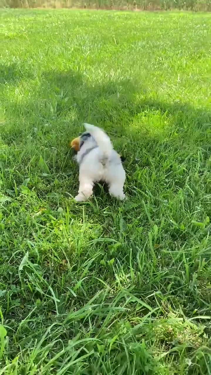Standard Poodle dogs for sale: Storm - Video 2