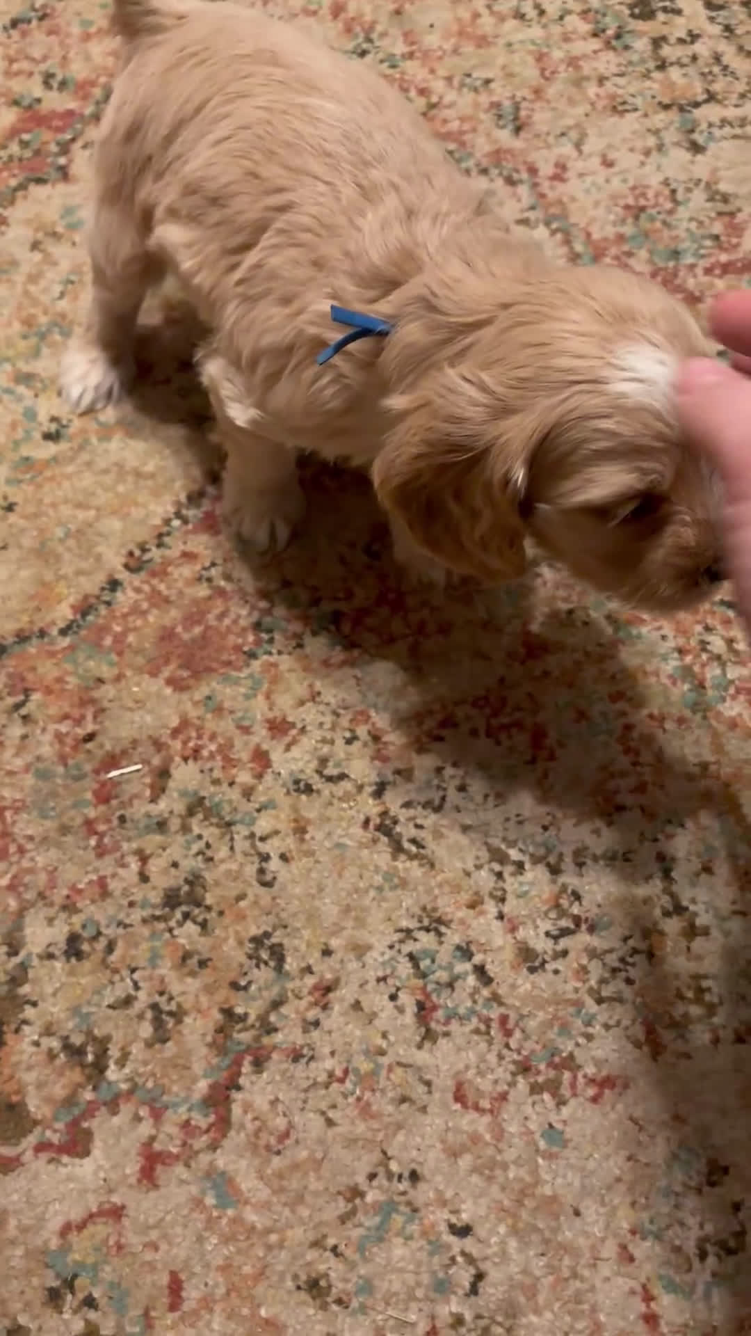 Cockapoo dogs for sale: Cockapoo Puppy 2 - Video 3