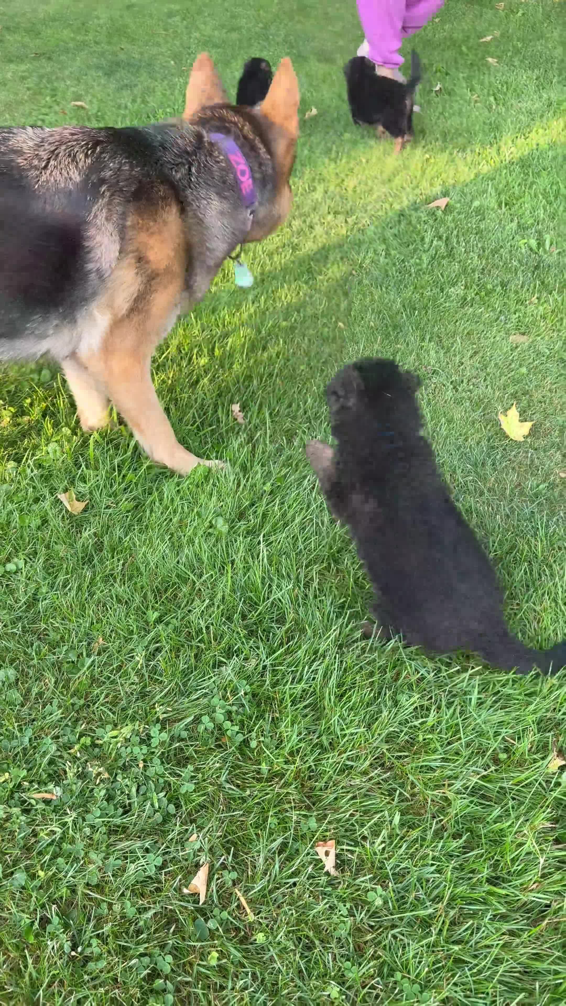 German Shepherd dogs for sale: Gray collar (male) - Video 1