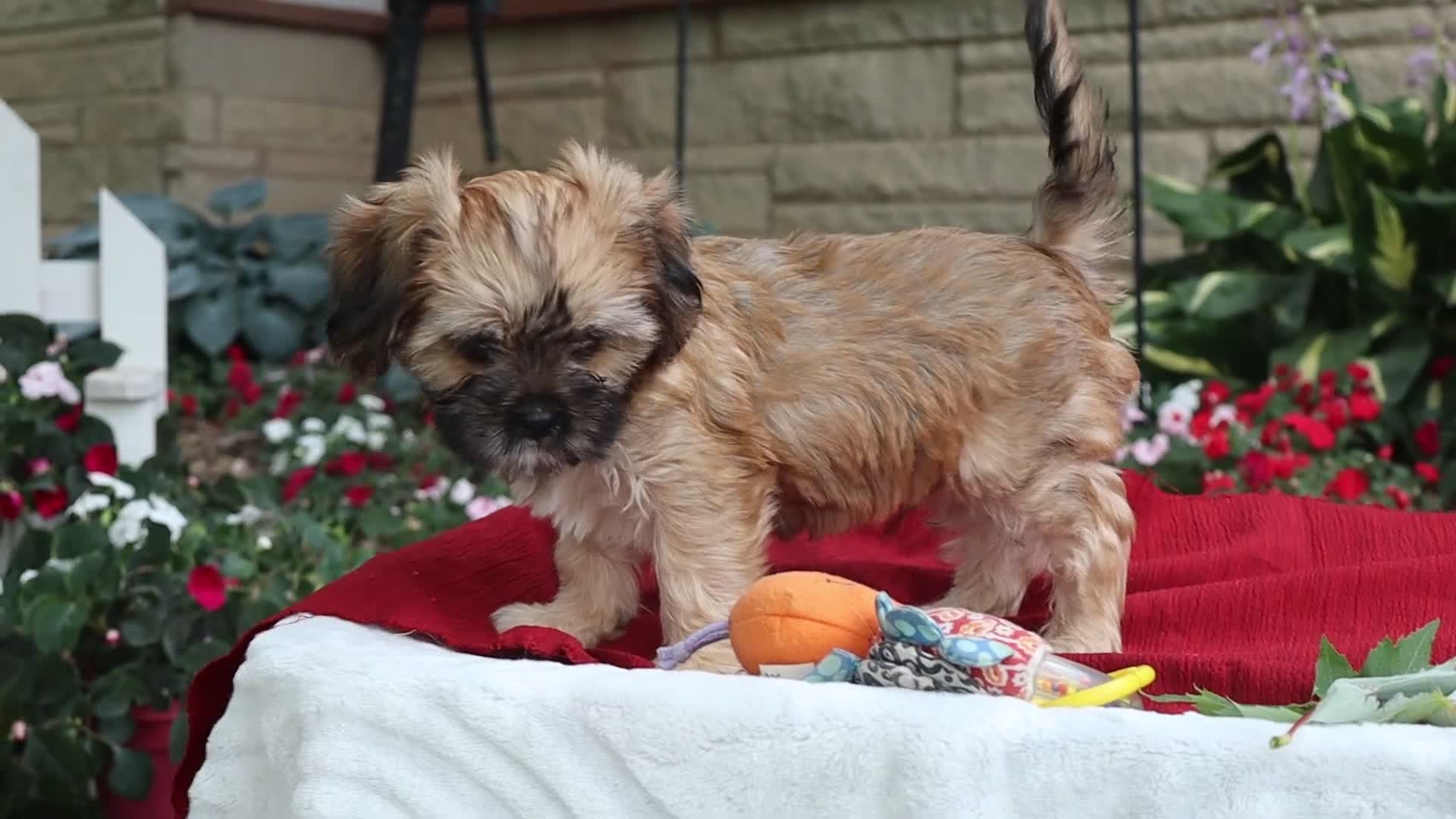 Mixed Breed dogs for sale: Nash - Video 1