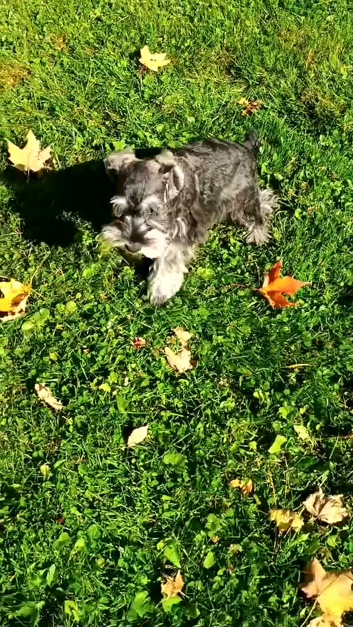 Miniature Schnauzer dogs for sale: Miniature Schnauzer 2 - Video 2