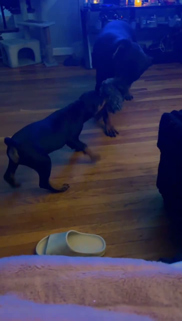 Rottweiler dogs for sale: Brooklyn  - Video 1