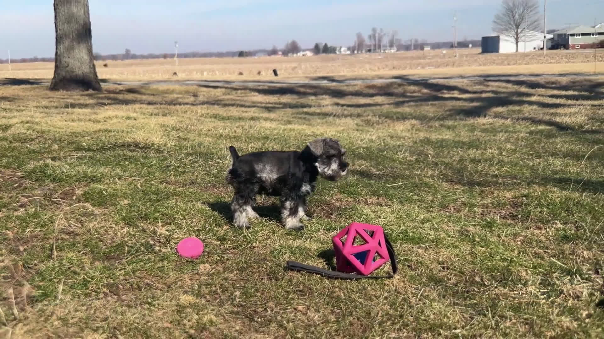 Miniature Schnauzer dogs for sale: Robbie | Miniature Schnauzer  - Video 1