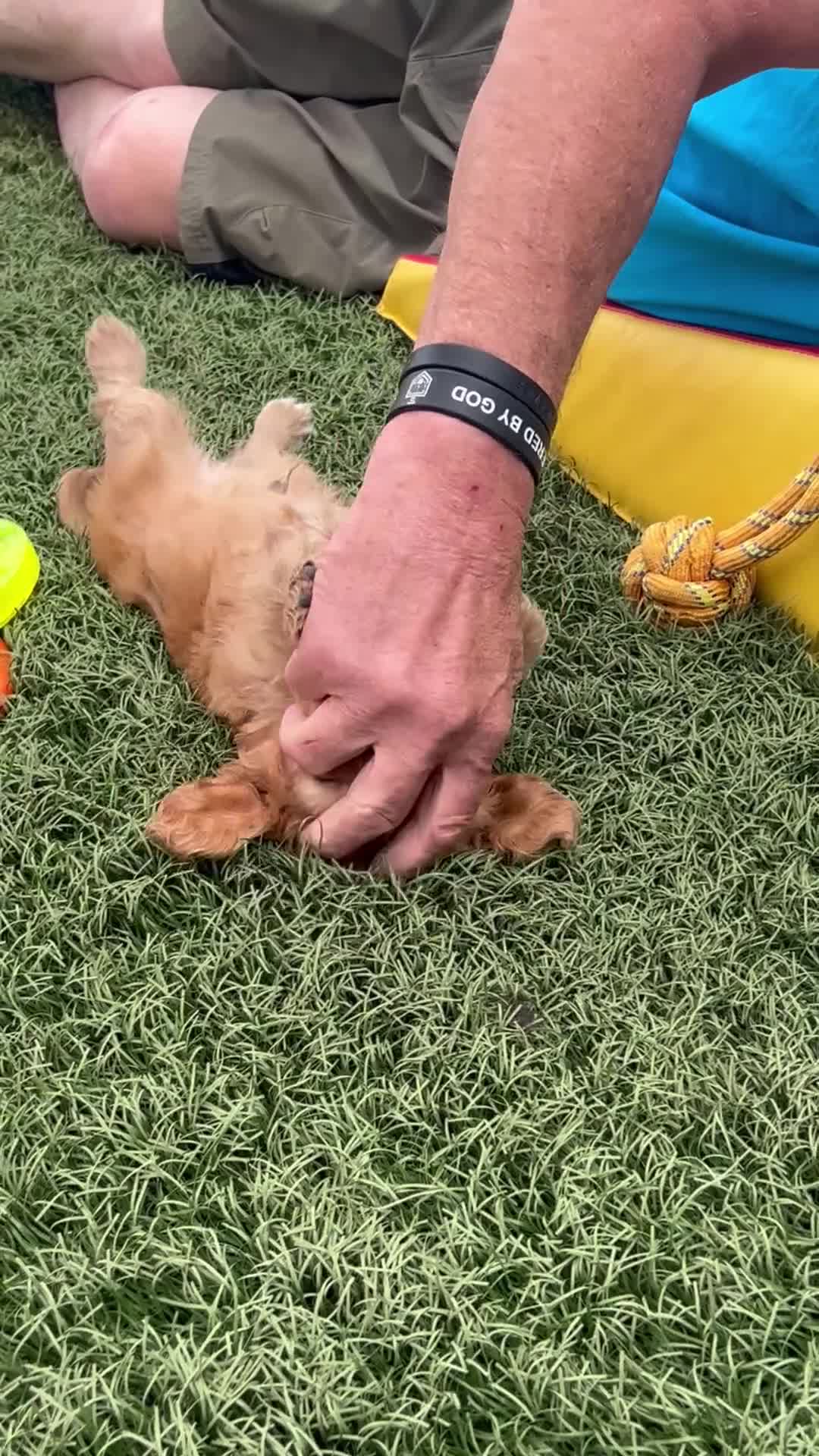Cavalier King Charles Spaniel dogs for sale: Milo - Video 1