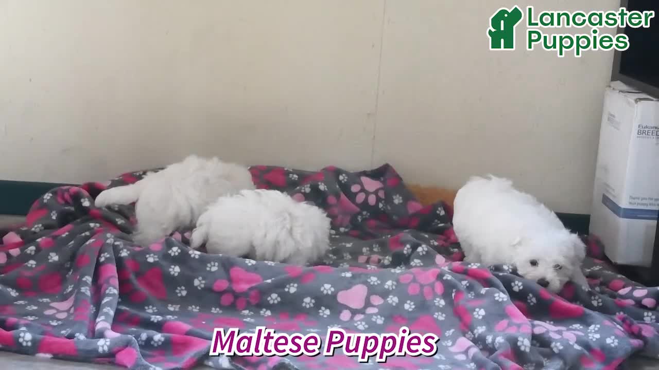 Maltese dogs for sale: Polar - Video 1