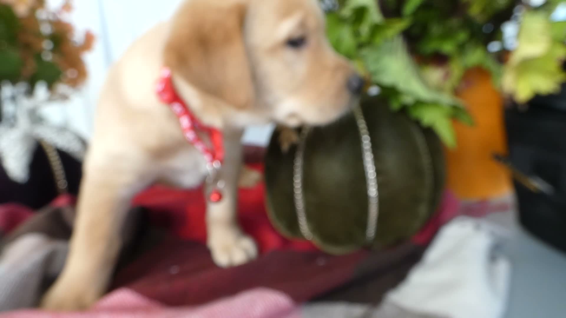 Labrador Retriever dogs for sale: Labrador Retriever 3 Saratoga - Video 1