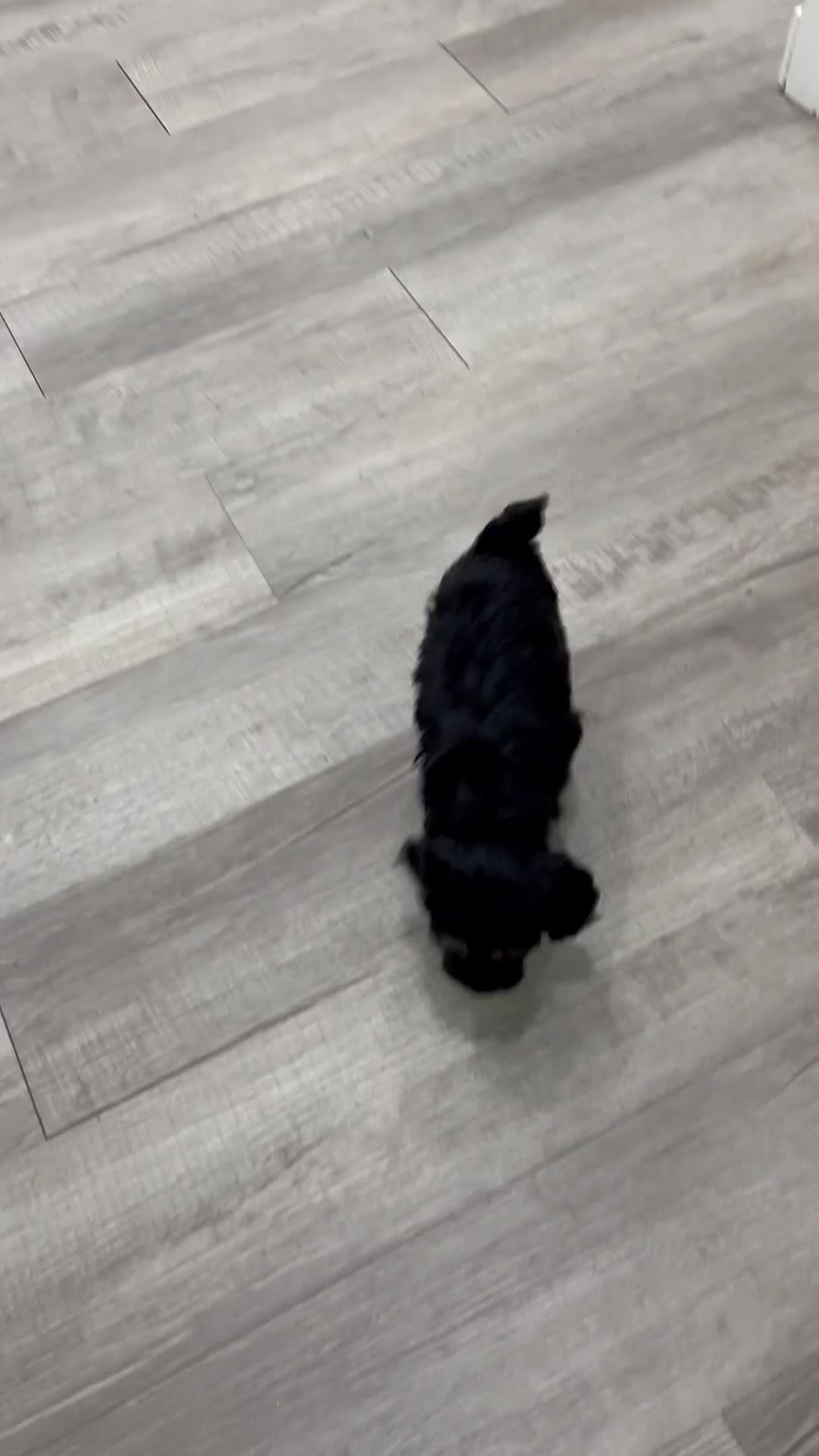 Cockapoo dogs for sale: Millie - Video 1