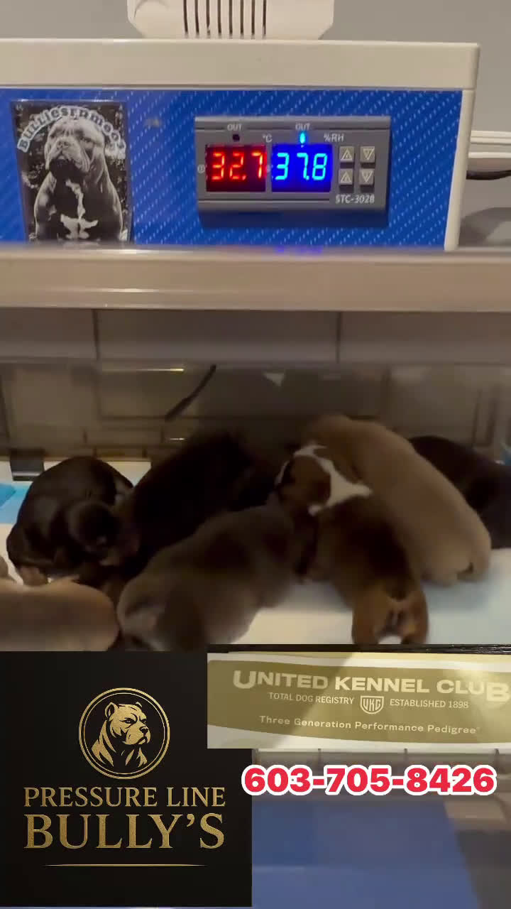 American Bully dogs for sale: American Bully Puppy 2 - Video 1