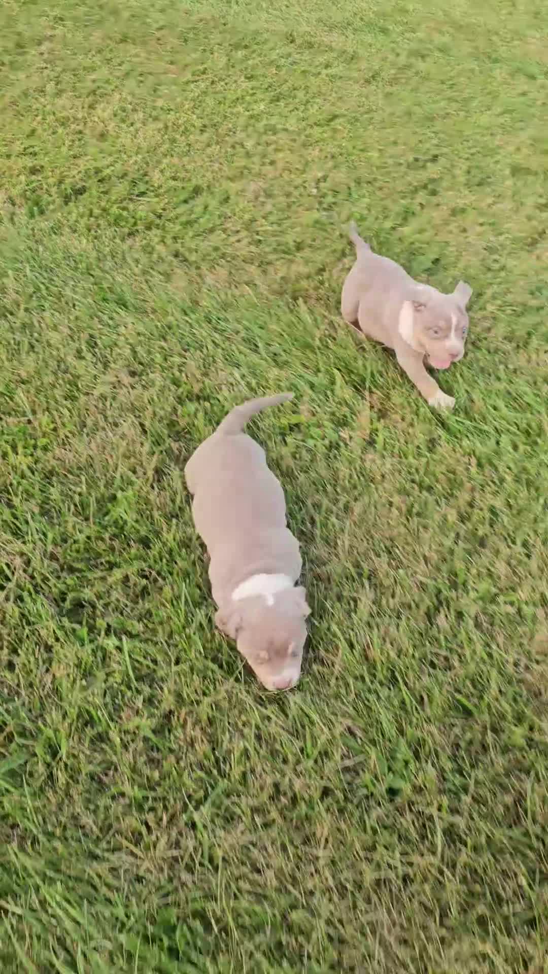 American Bully dogs for sale: Female 1 - Video 1