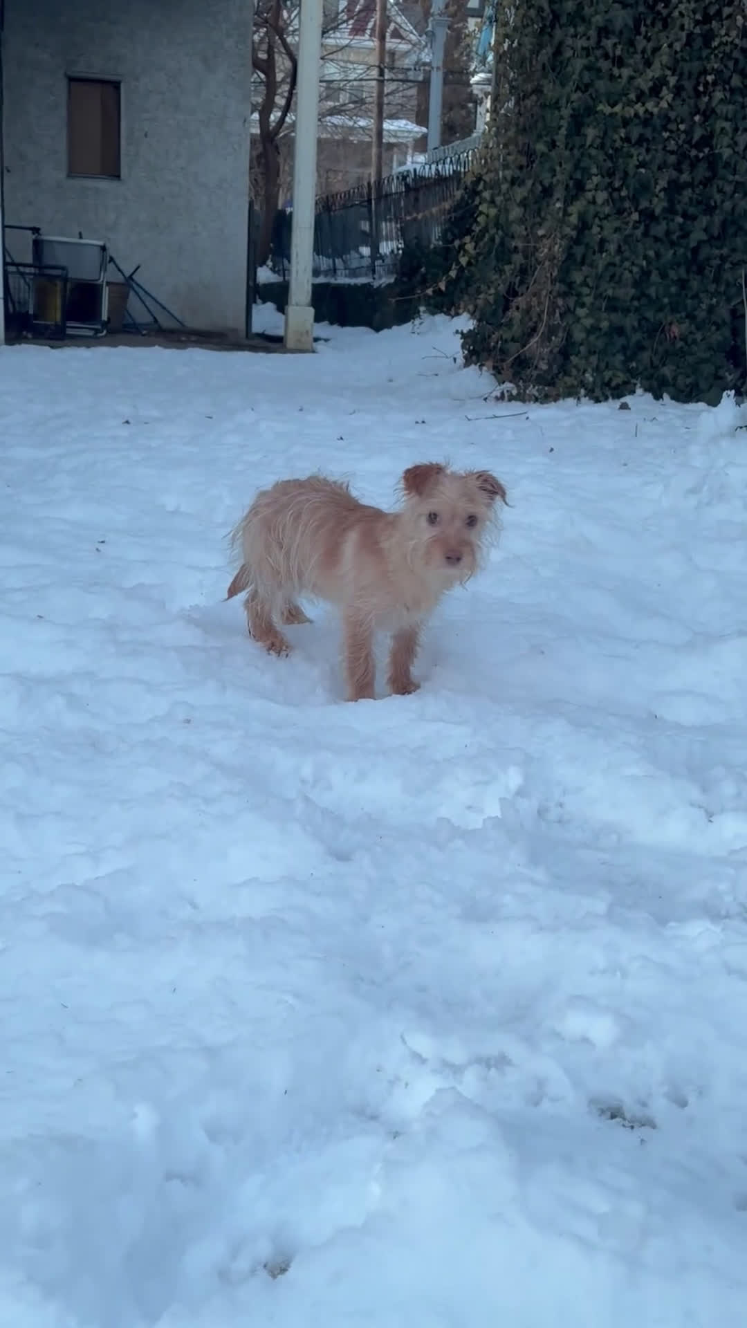 Morkie dogs for sale: Simba - Video 1