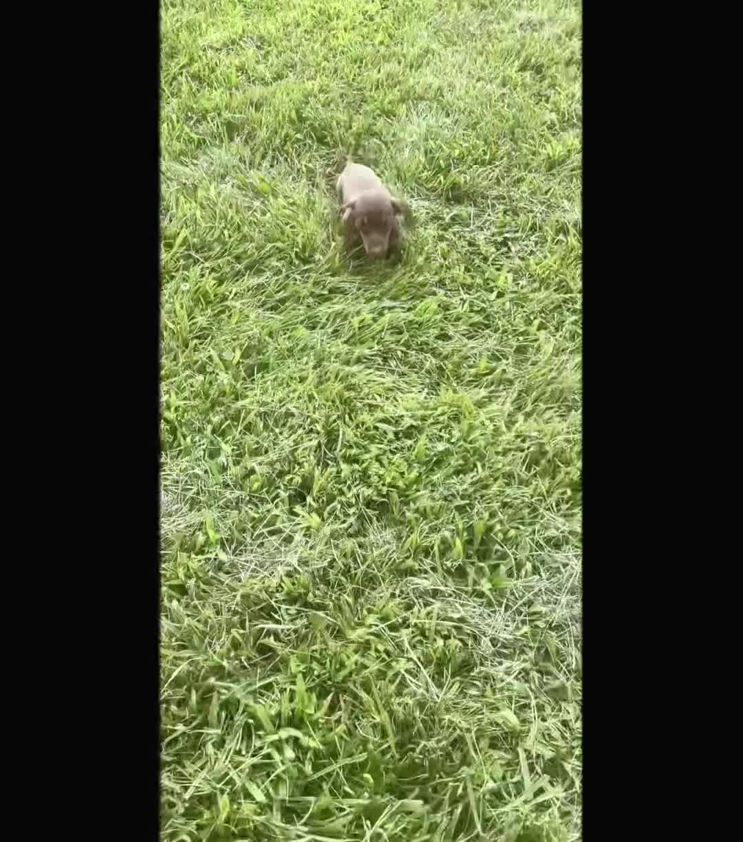 Miniature Dachshund dogs for sale: Latte - Video 1